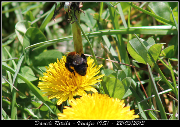 Probabile femmina di Andrena thoracica